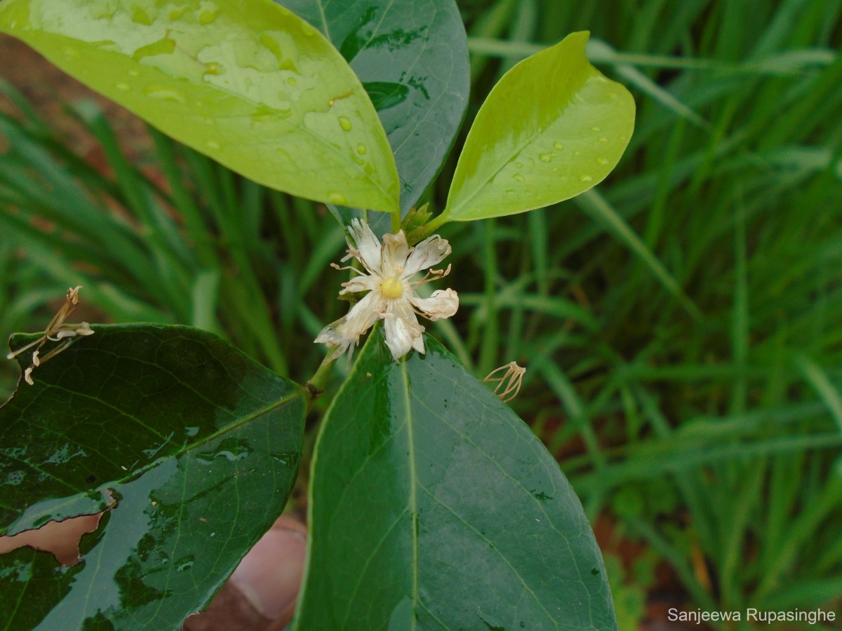 Cassipourea ceylanica (Gardner) Alston